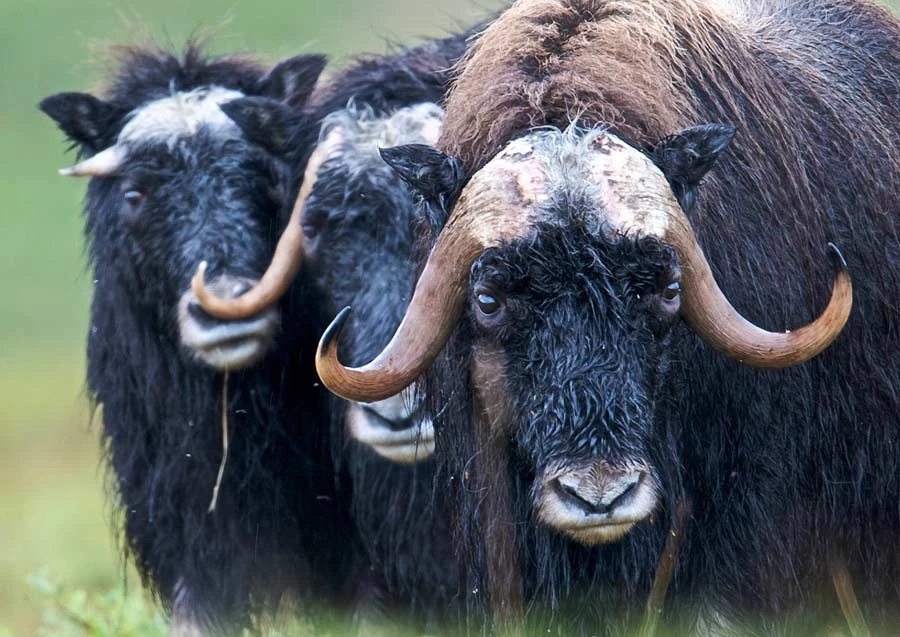 Three musk oxen with distinctive horns in a natural setting