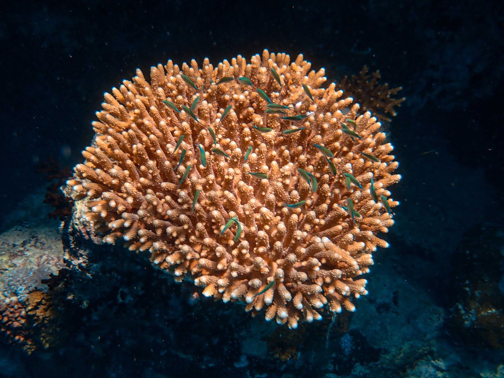 save ghostly corals
